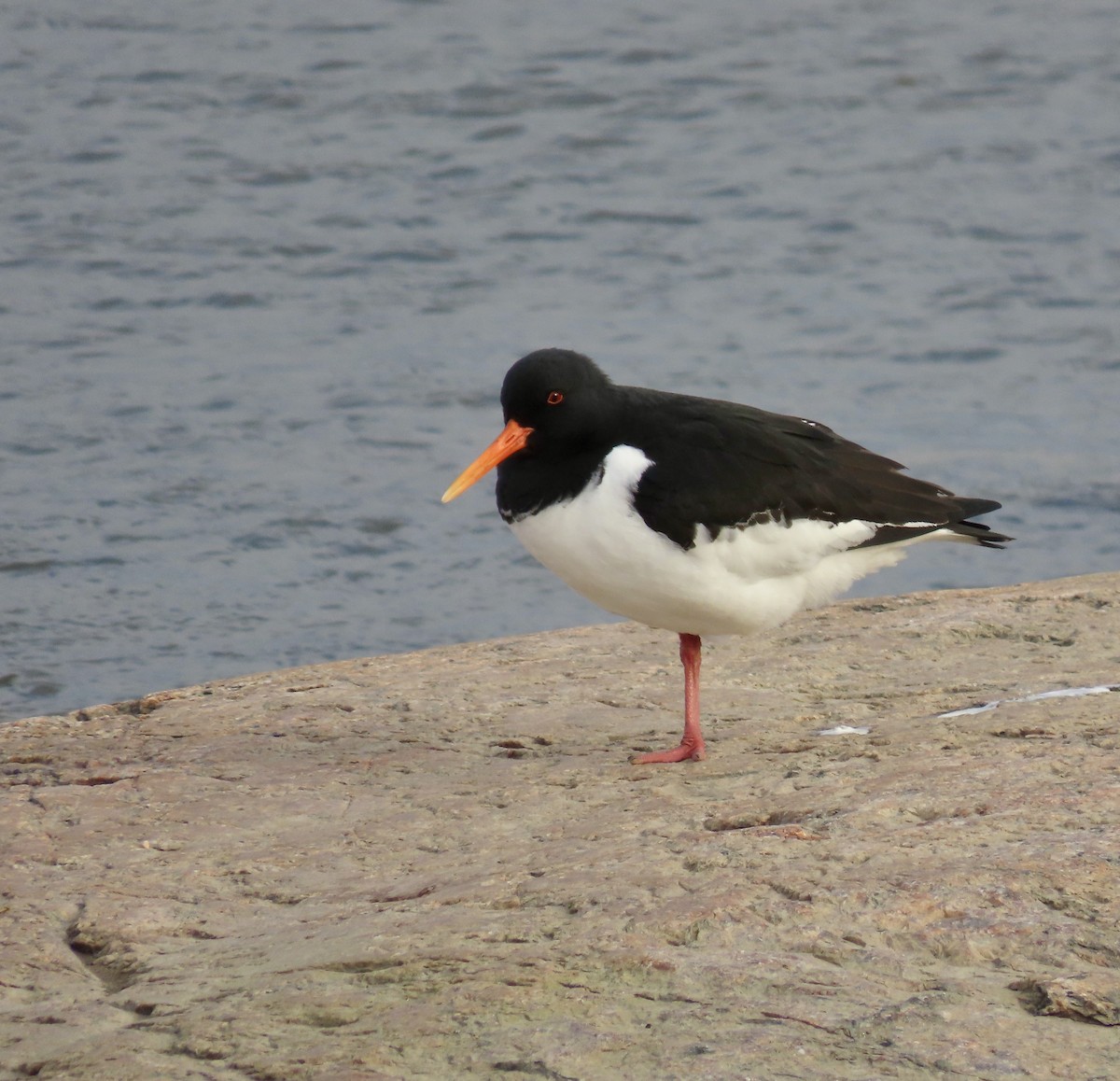 Eurasian Oystercatcher - ML617274330