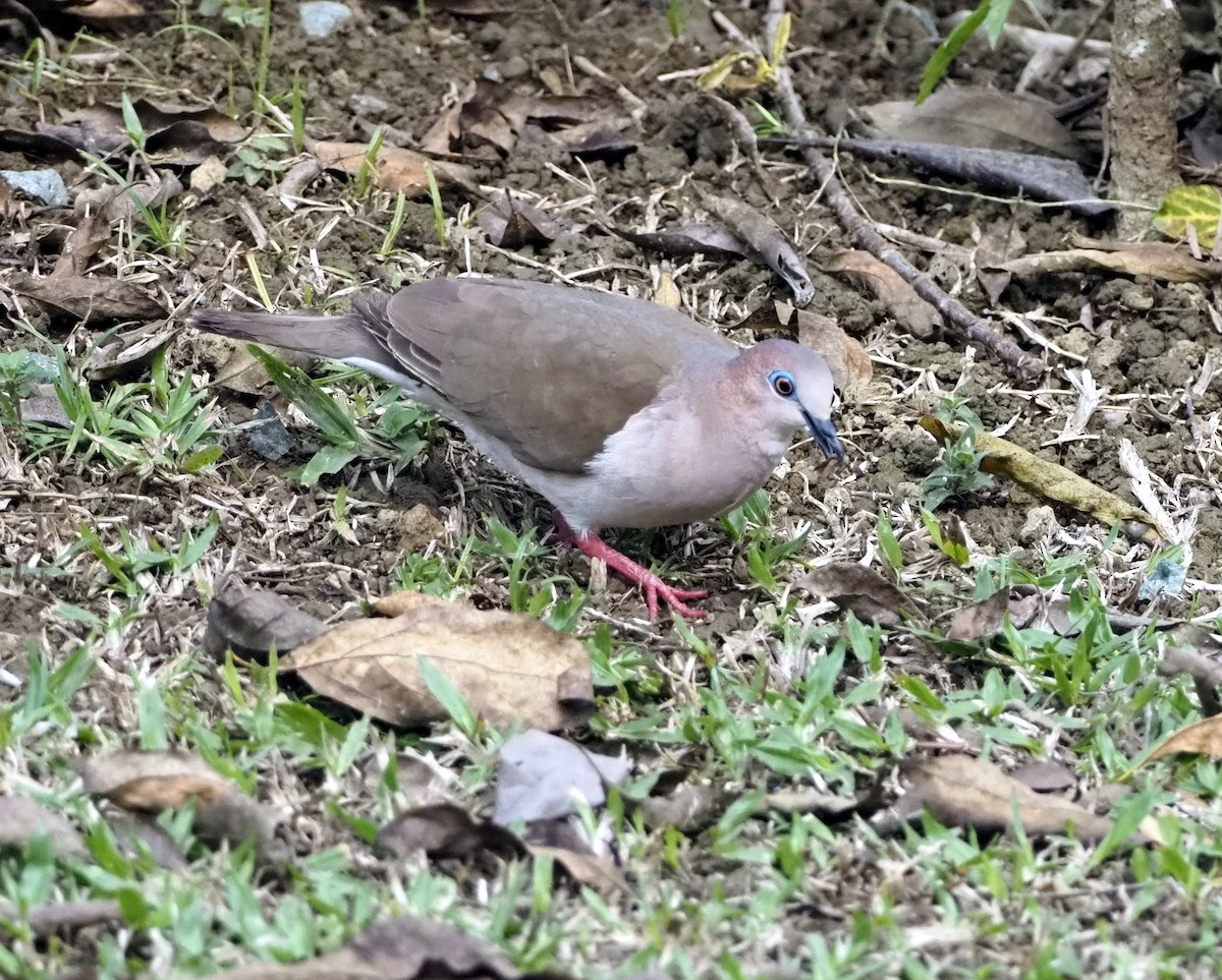 White-tipped Dove (White-tipped) - ML617274340