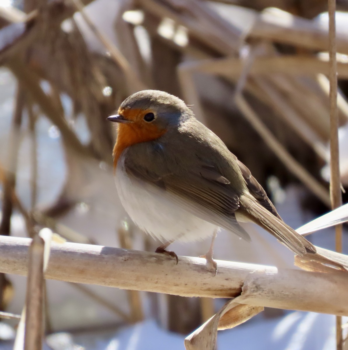 European Robin - Ezra H