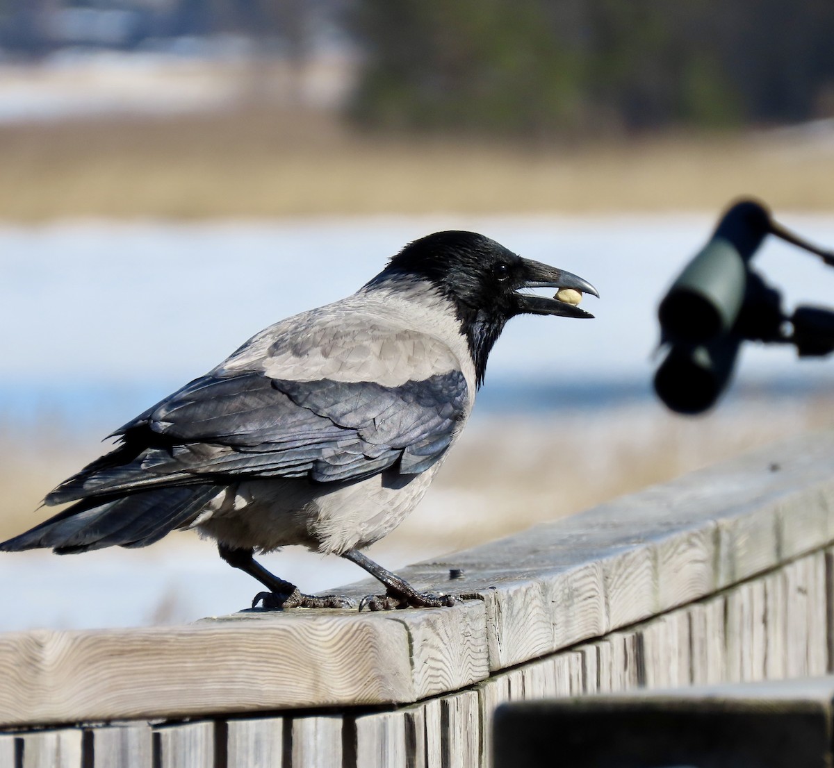 Hooded Crow - Ezra H