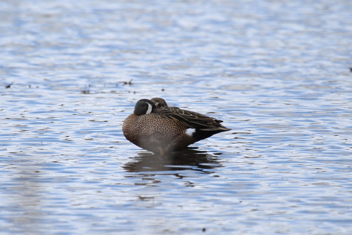 Blue-winged Teal - ML617274363