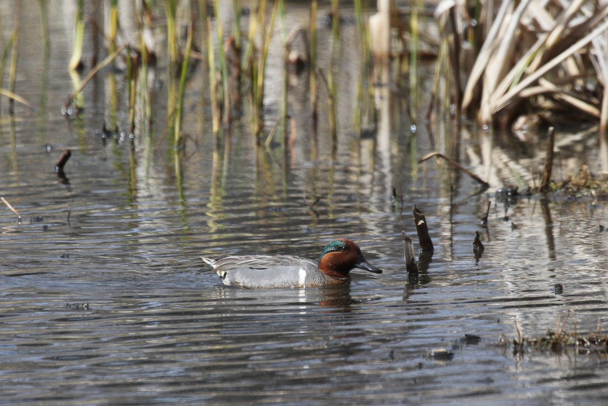 Green-winged Teal - ML617274369