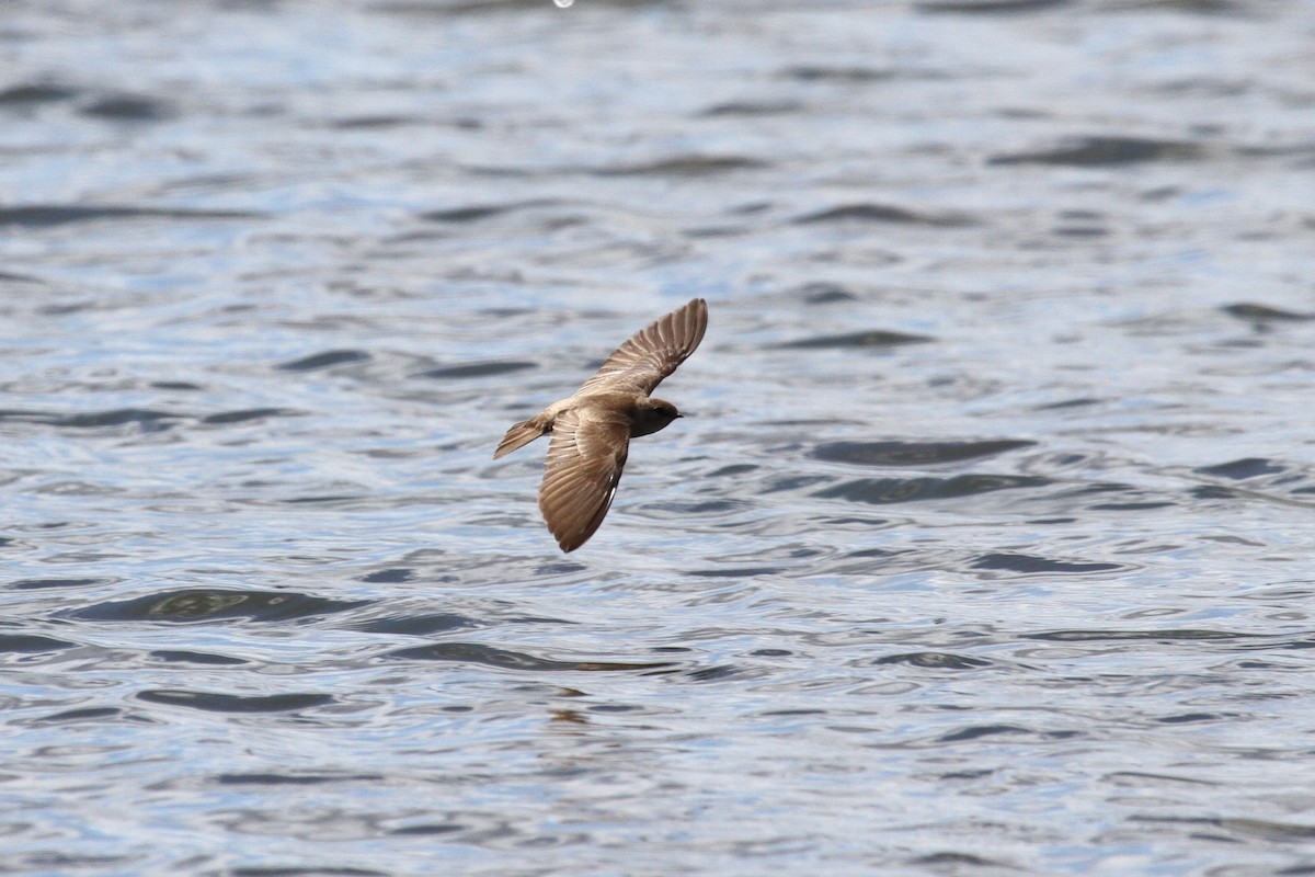 Northern Rough-winged Swallow - ML617274372