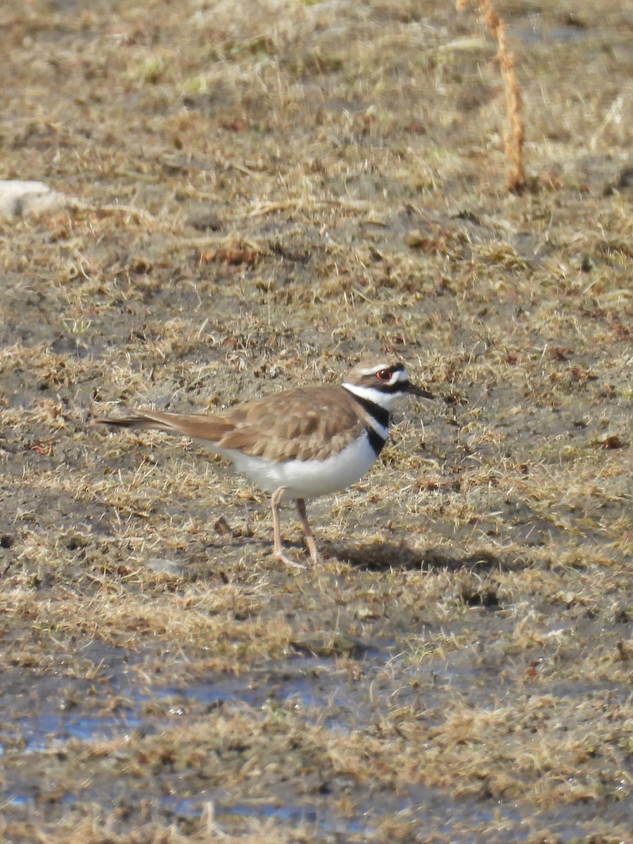 Killdeer - ML617274385