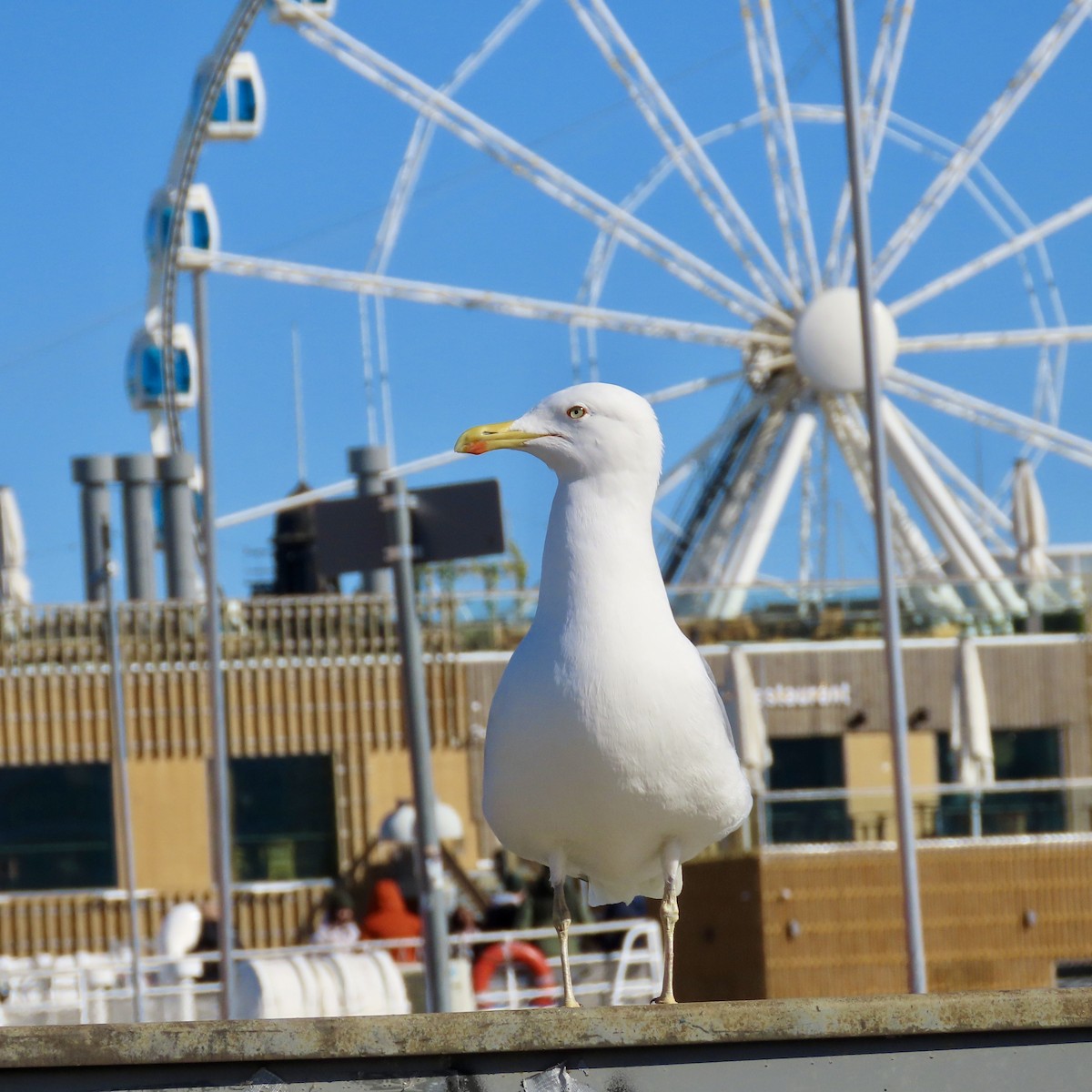 Herring Gull (European) - ML617274390