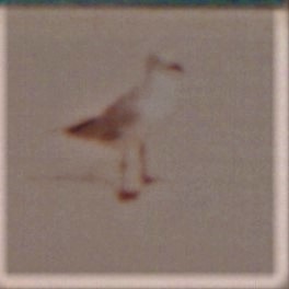 紐澳紅嘴鷗 - ML617274423