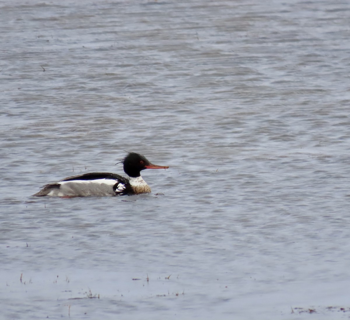 Red-breasted Merganser - ML617274464