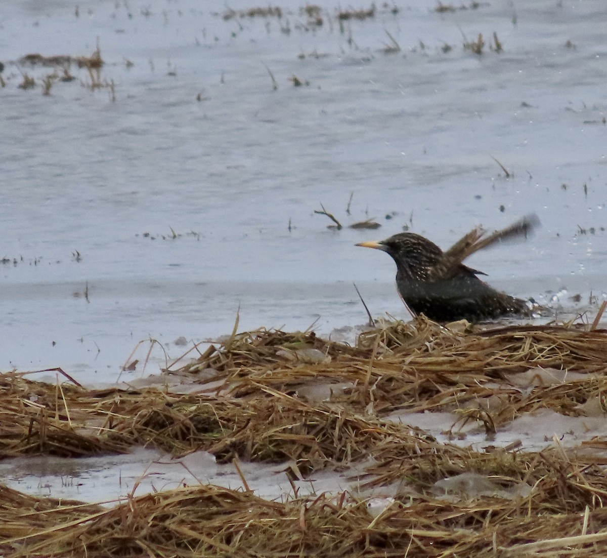 European Starling - Ezra H