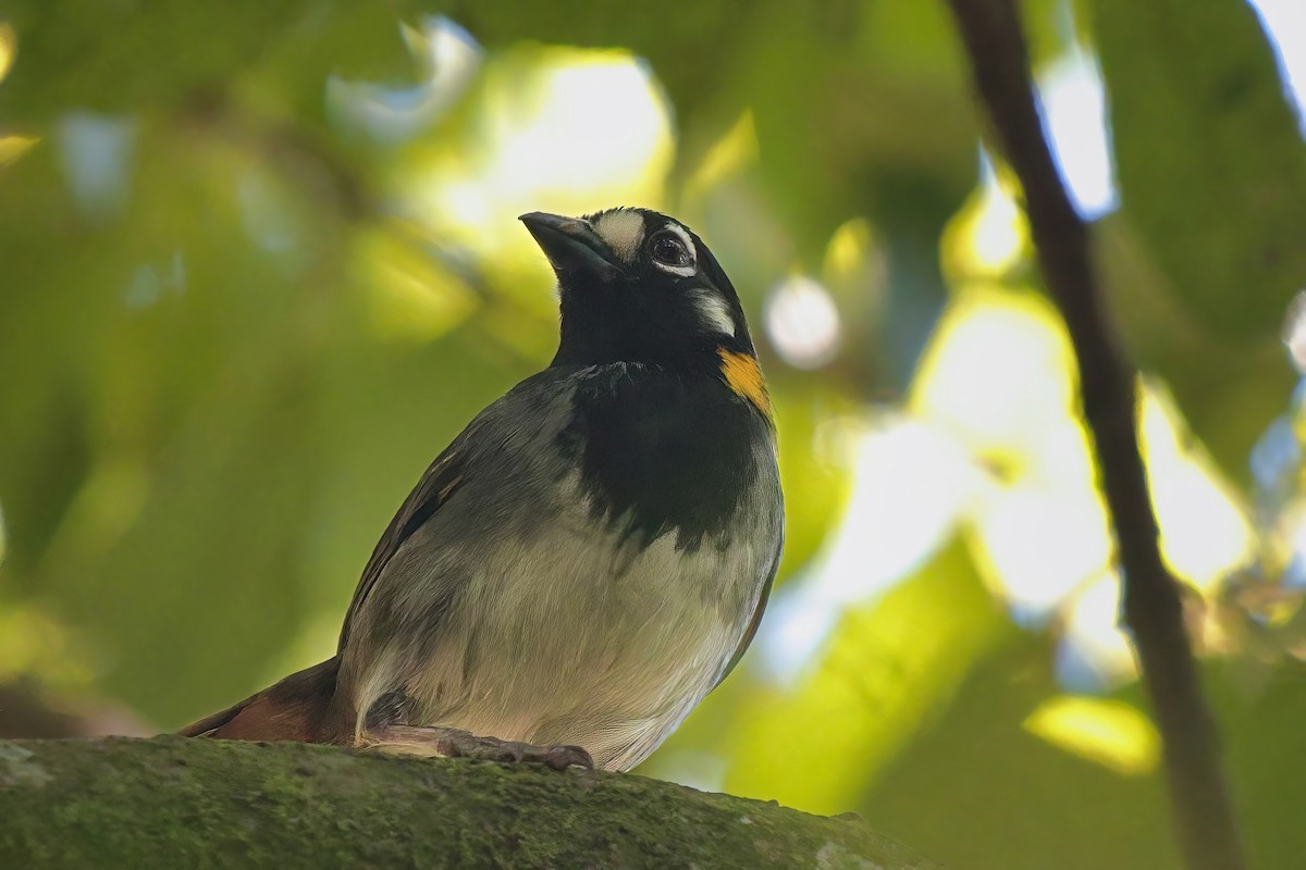 White-eared Ground-Sparrow - ML617274485