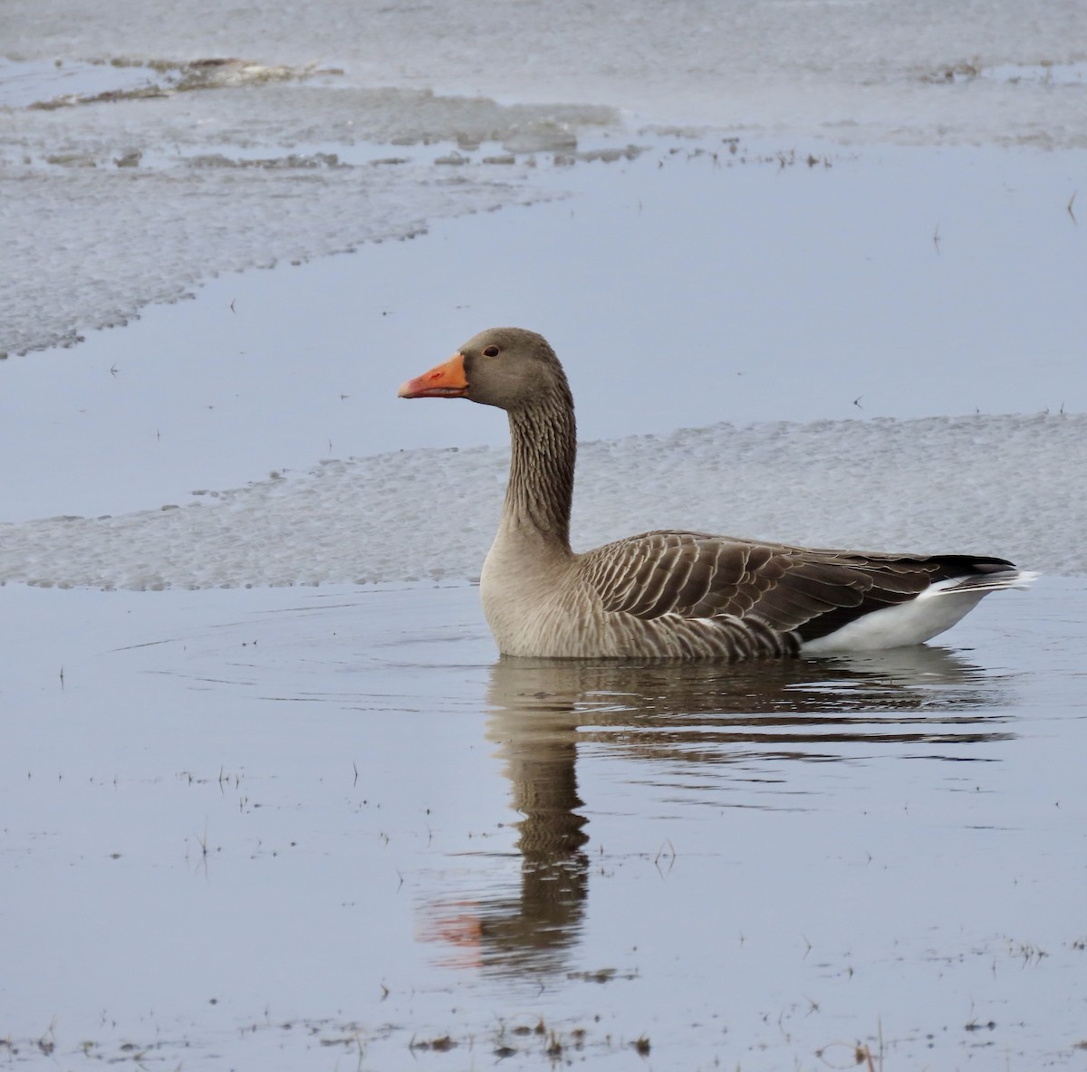 Graylag Goose - ML617274532