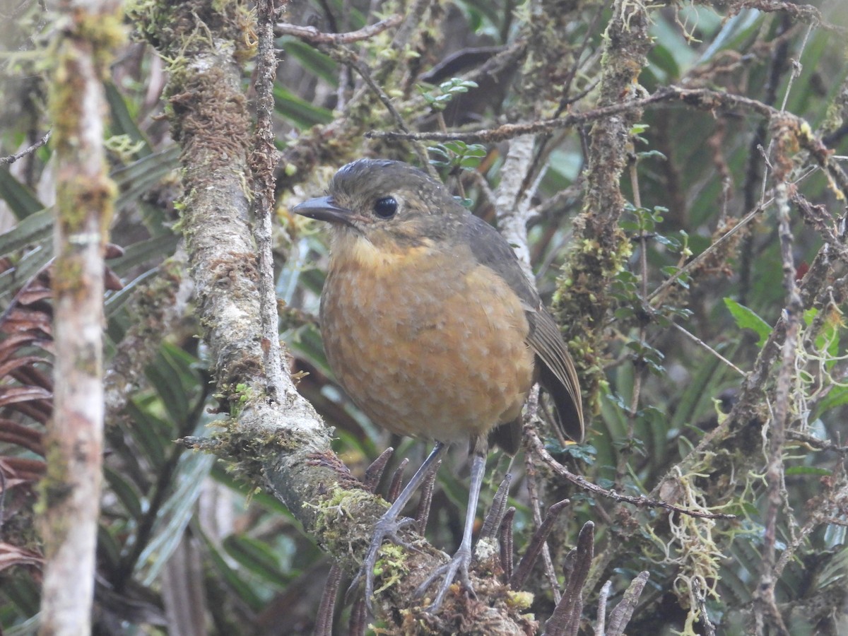 Tawny Antpitta - ML617274535