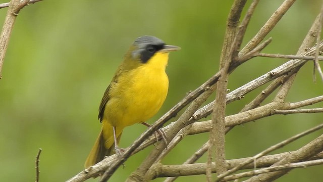 Southern Yellowthroat - ML617274546