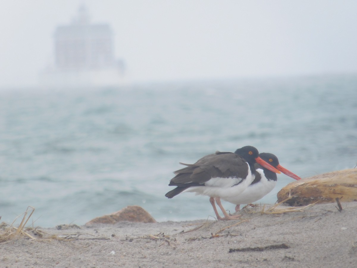 American Oystercatcher - ML617274558