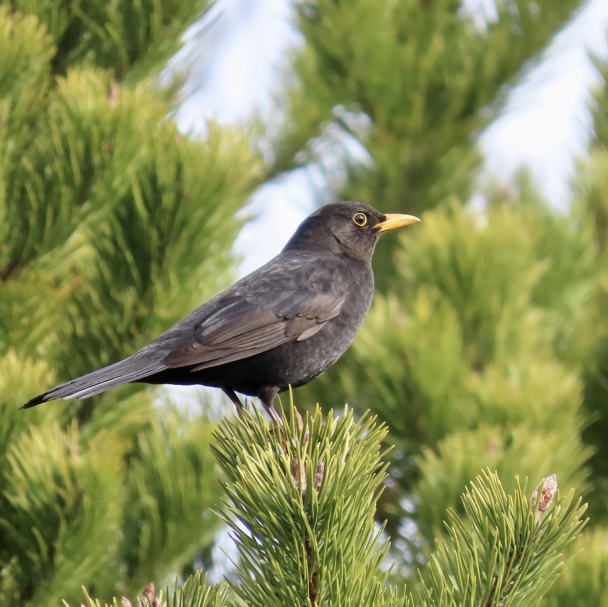 שחרור - ML617274594