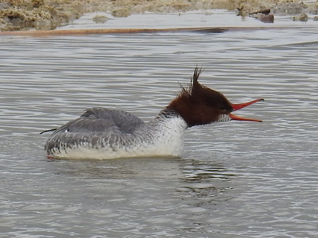 Common Merganser - Linda Milam