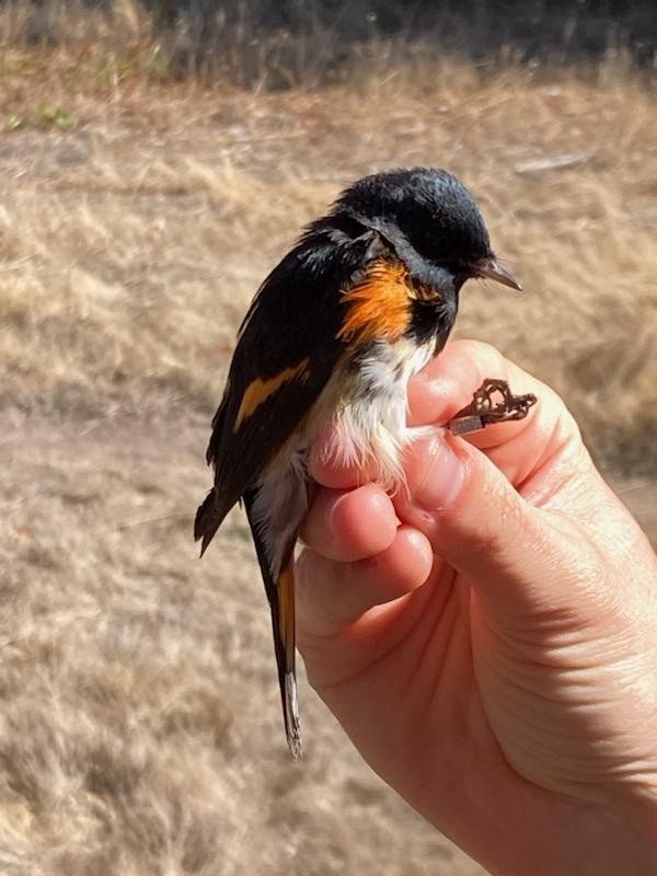 American Redstart - ML617274603