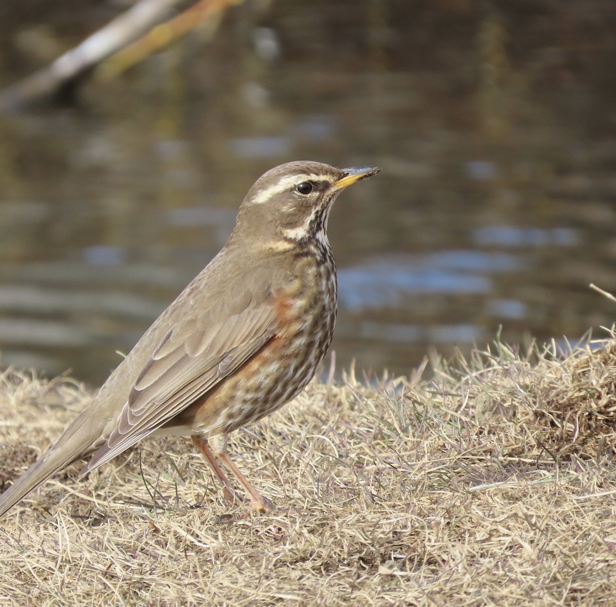 קיכלי לבן-גבה - ML617274604