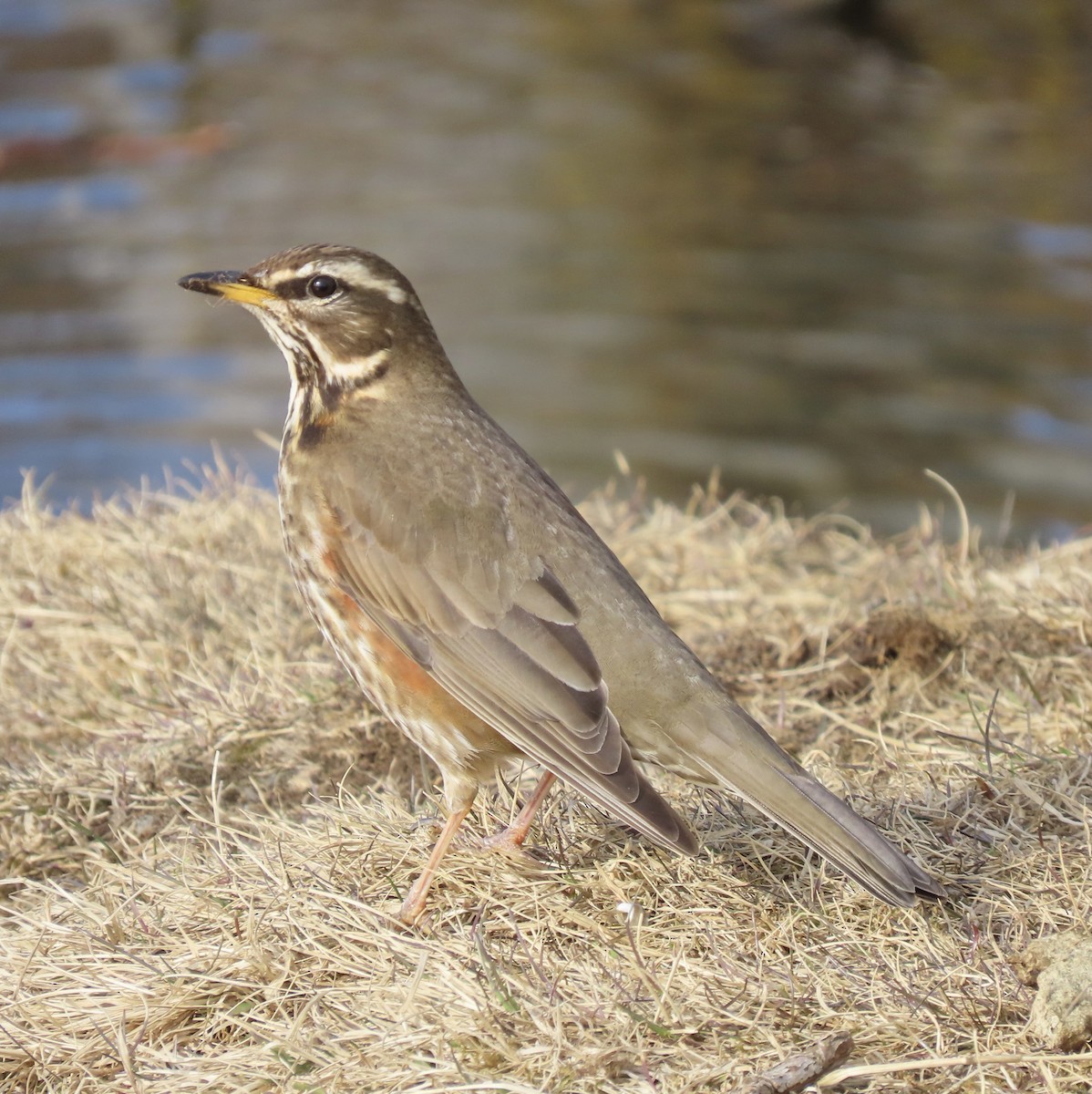 קיכלי לבן-גבה - ML617274605