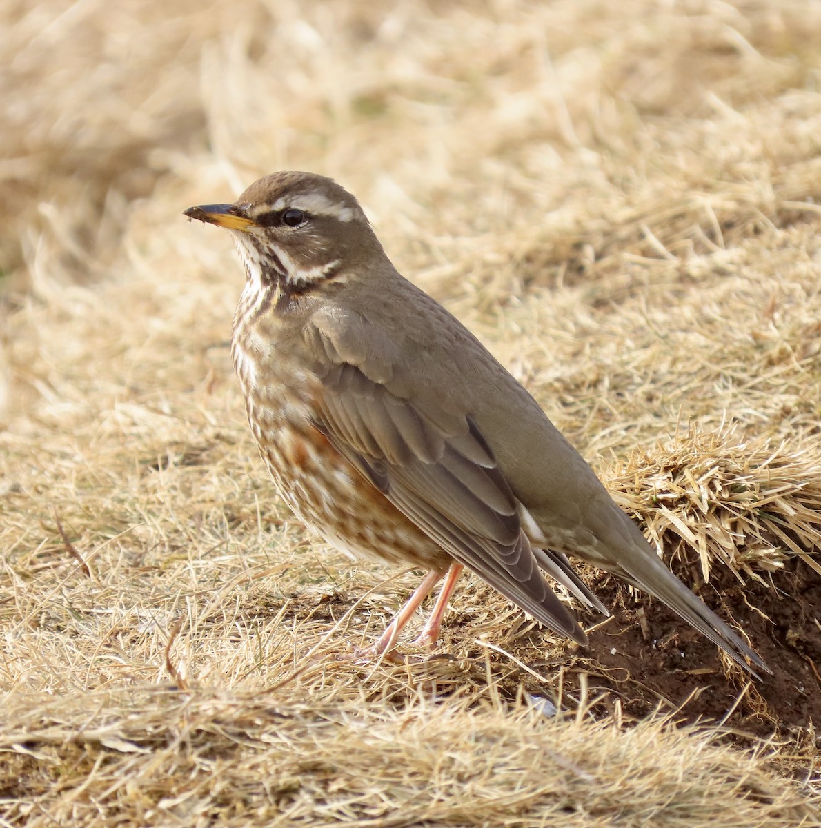 קיכלי לבן-גבה - ML617274606