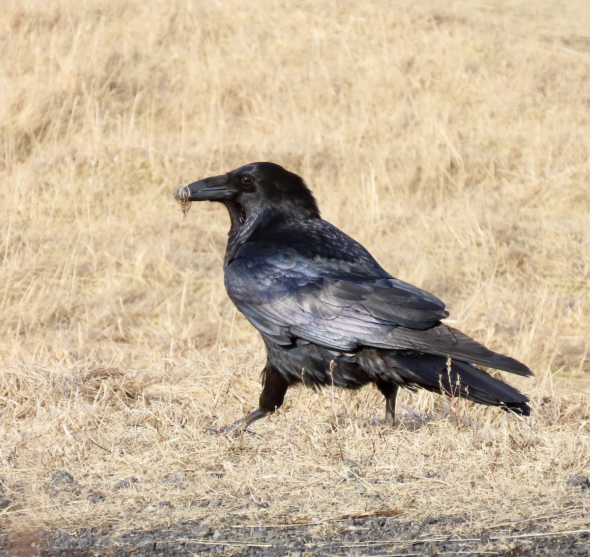 עורב שחור - ML617274608