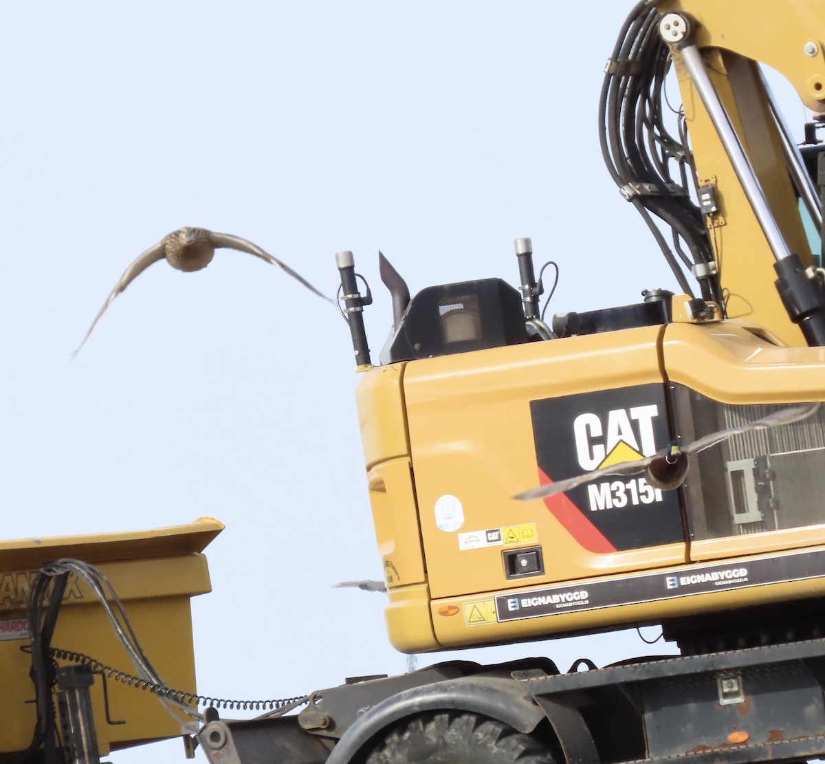 ברכיה - ML617274612