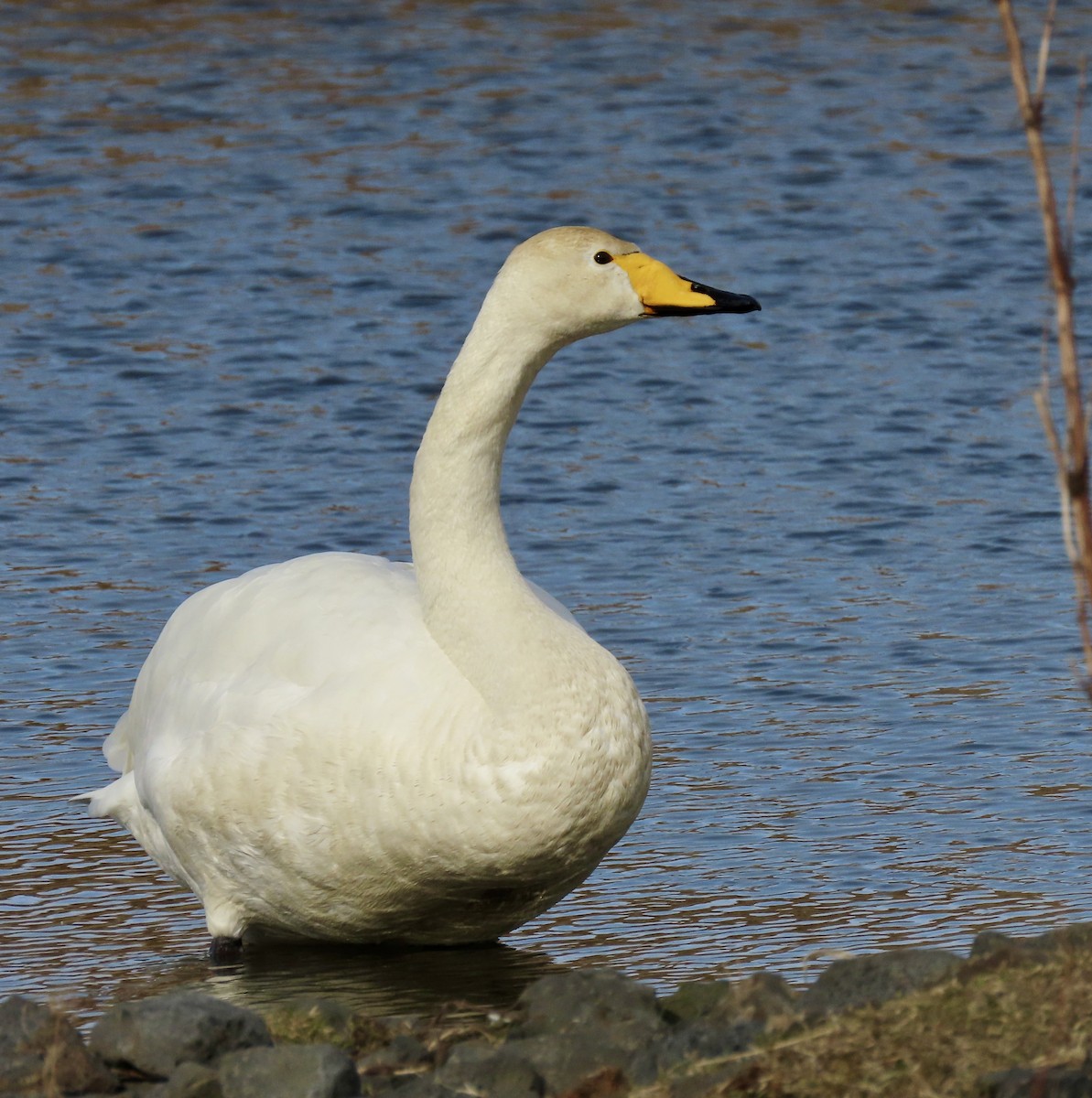 ברבור שר - ML617274617