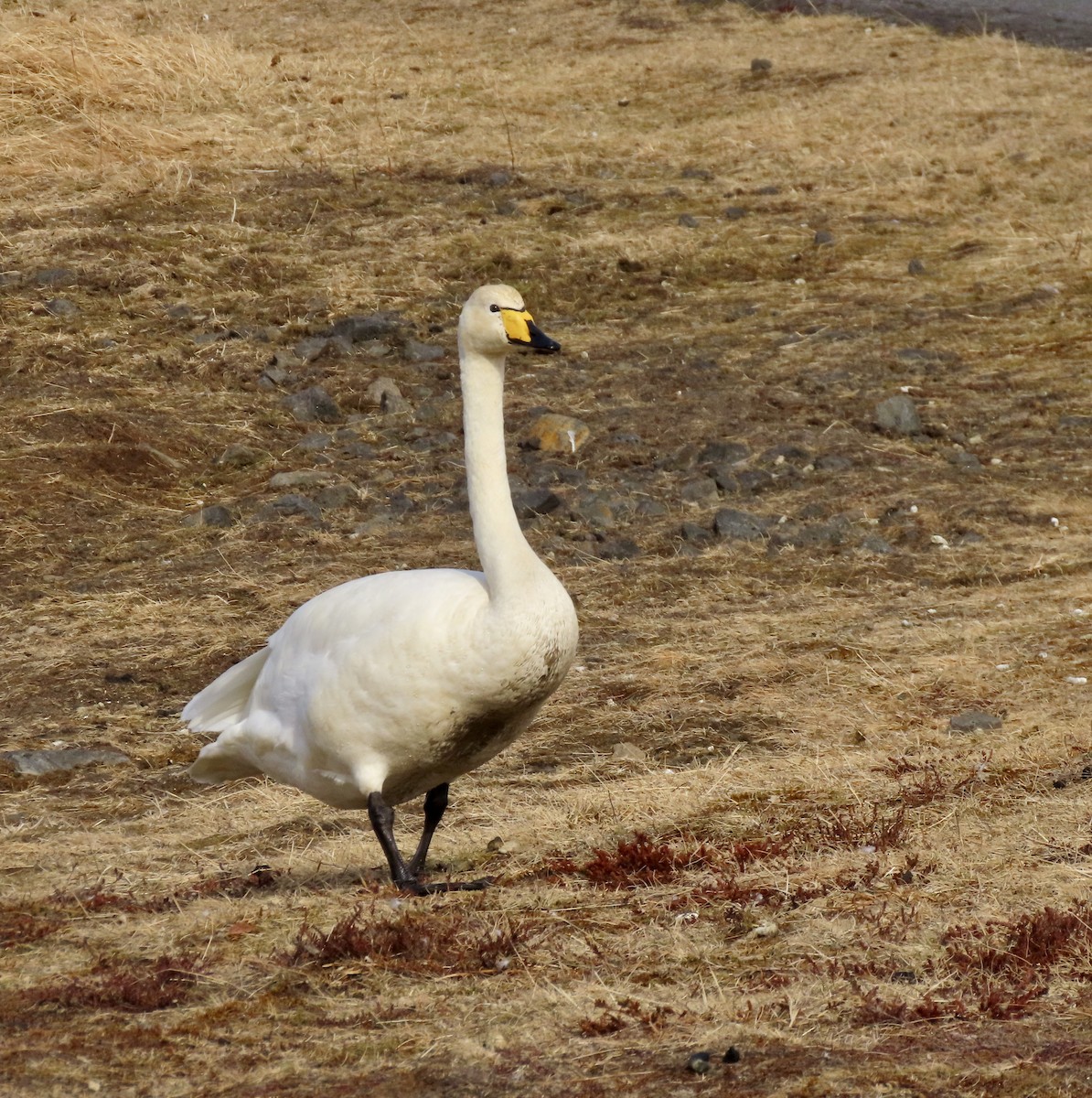 ברבור שר - ML617274618