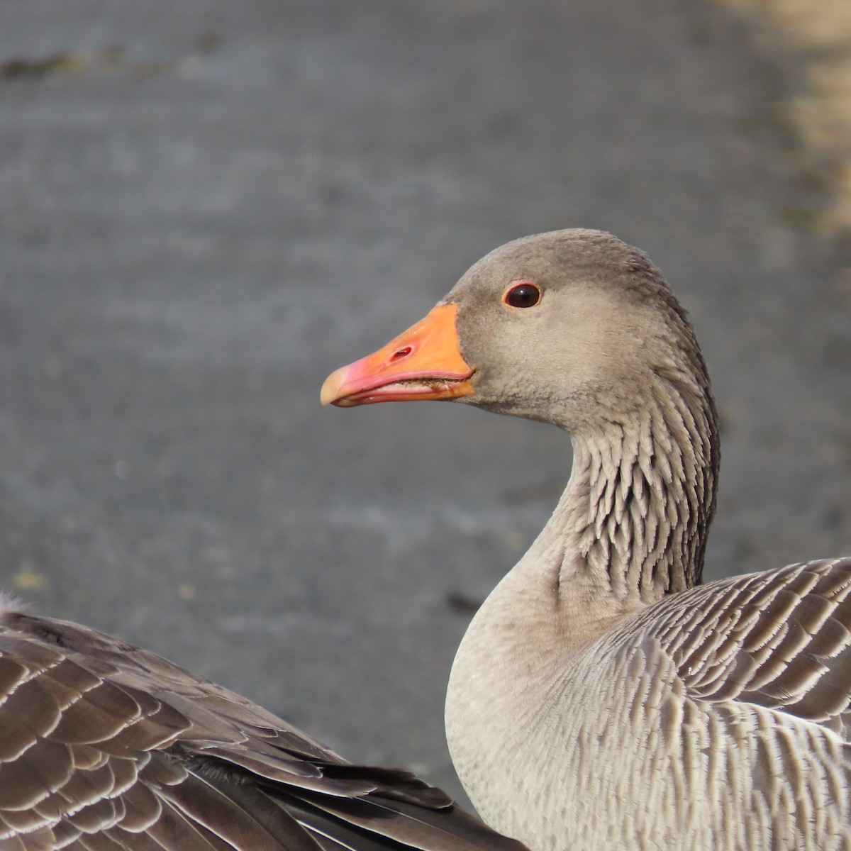 אווז אפור - ML617274619