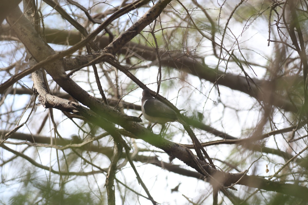 Grenada Dove - ML617274662