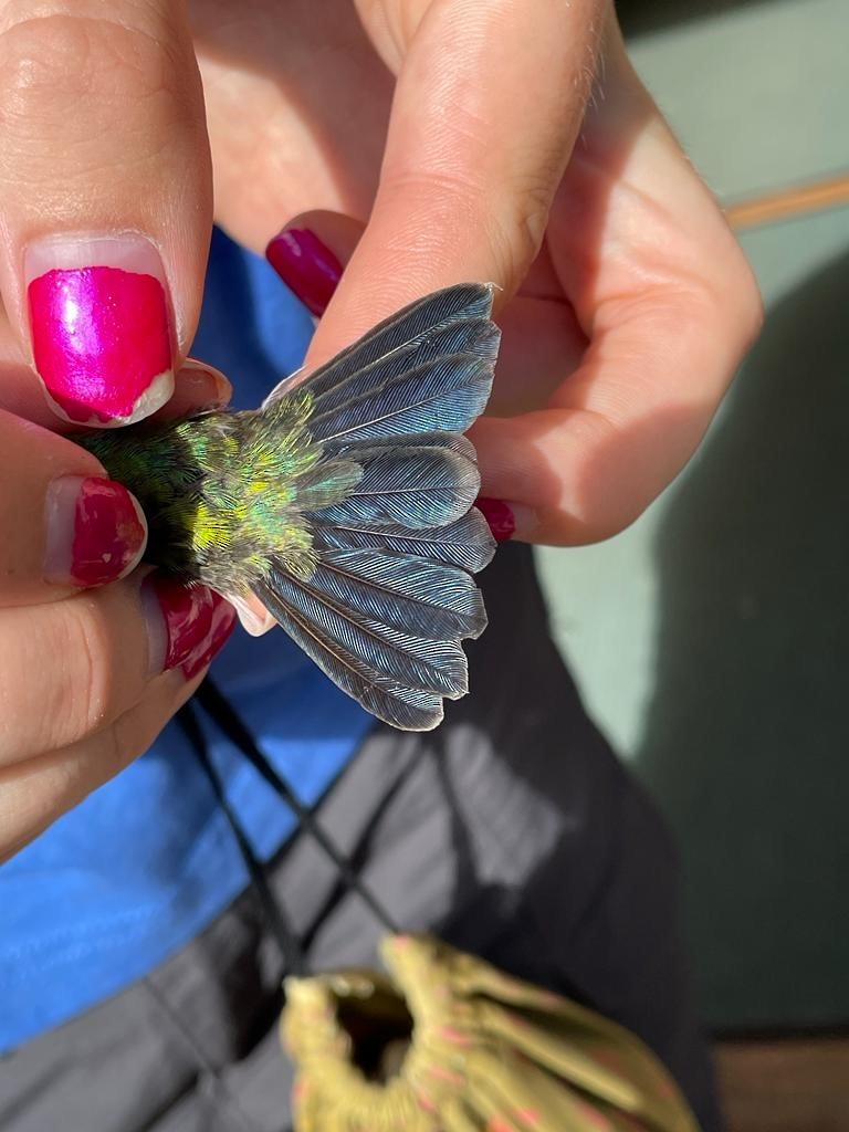 Broad-billed Hummingbird - Point Blue Palomarin Field Station