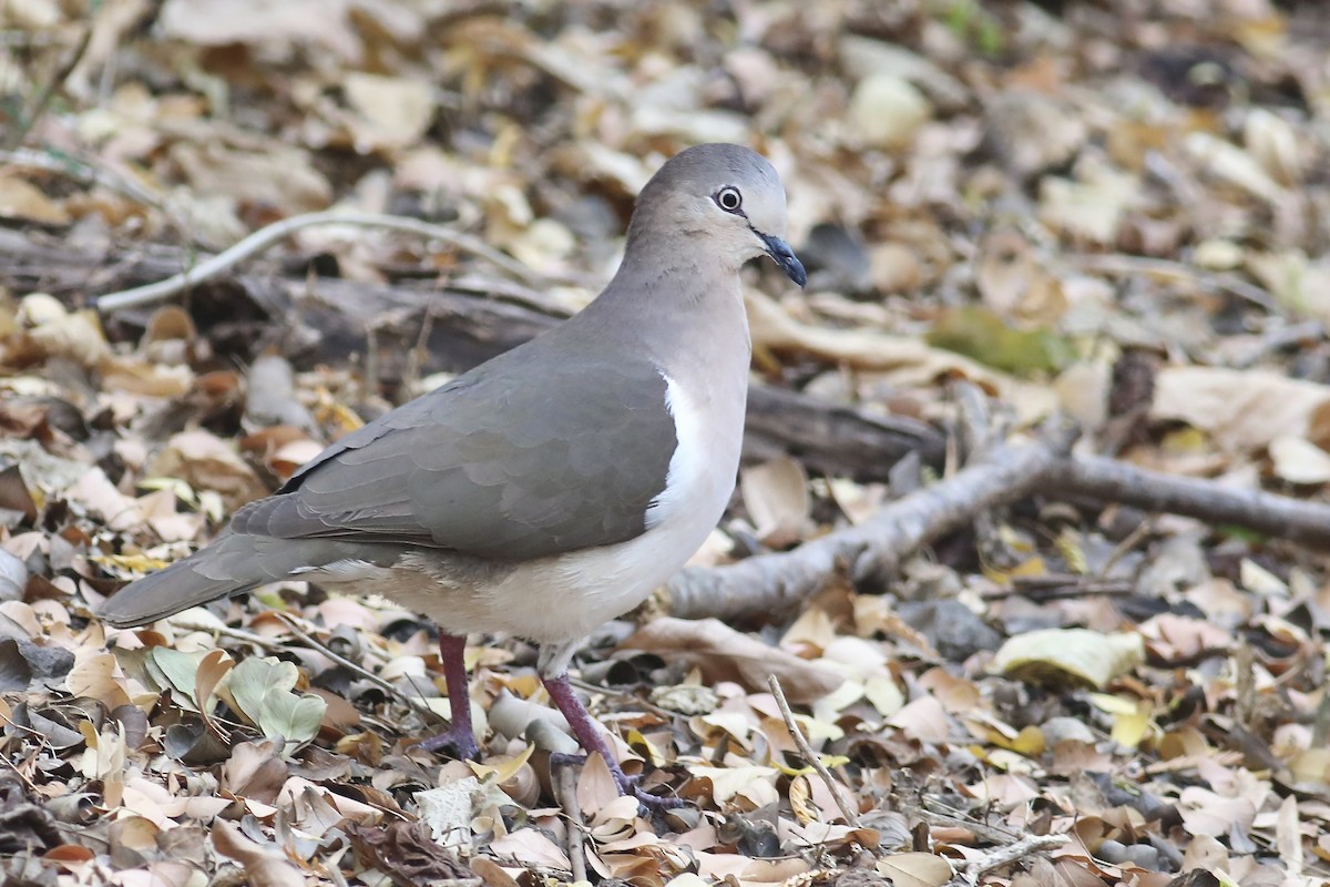 Grenada Dove - ML617274696