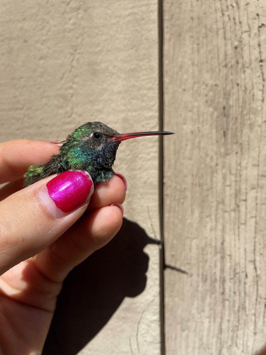 Broad-billed Hummingbird - Point Blue Palomarin Field Station