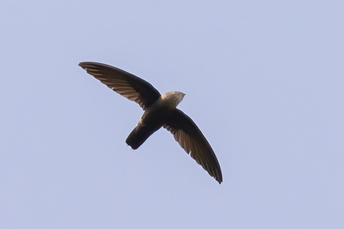 Costa Rican Swift - Sean Williams