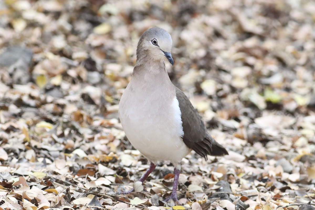 Grenada Dove - ML617274708