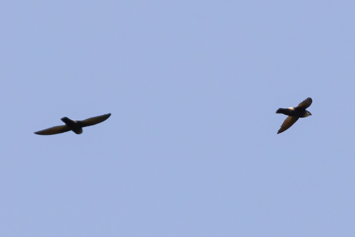 Costa Rican Swift - ML617274709