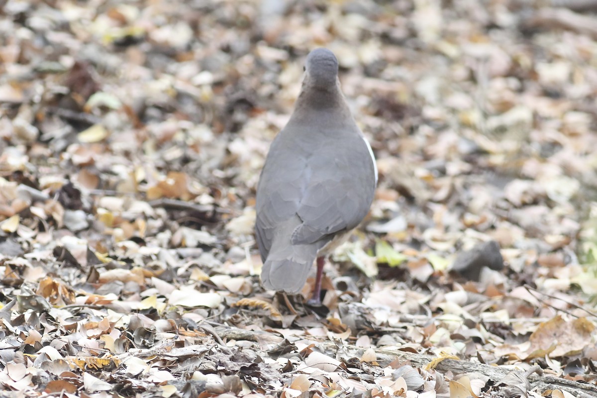 Grenada Dove - ML617274711