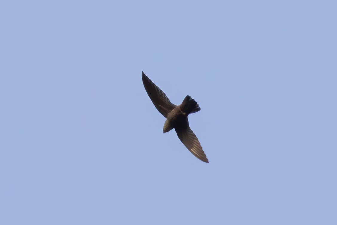 Costa Rican Swift - ML617274714