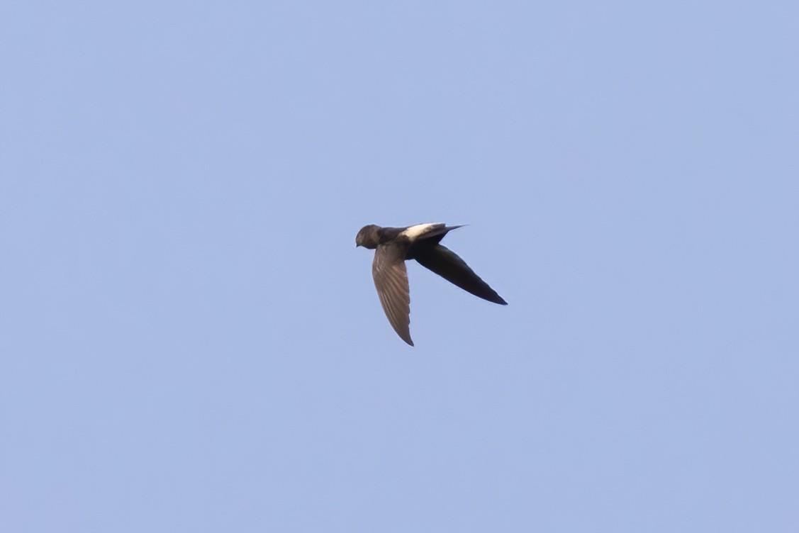 Costa Rican Swift - ML617274716