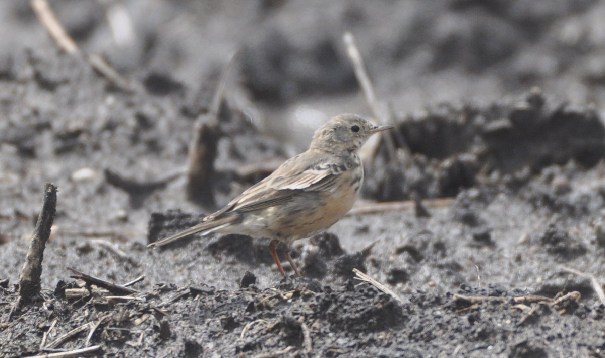 American Pipit - ML617274720