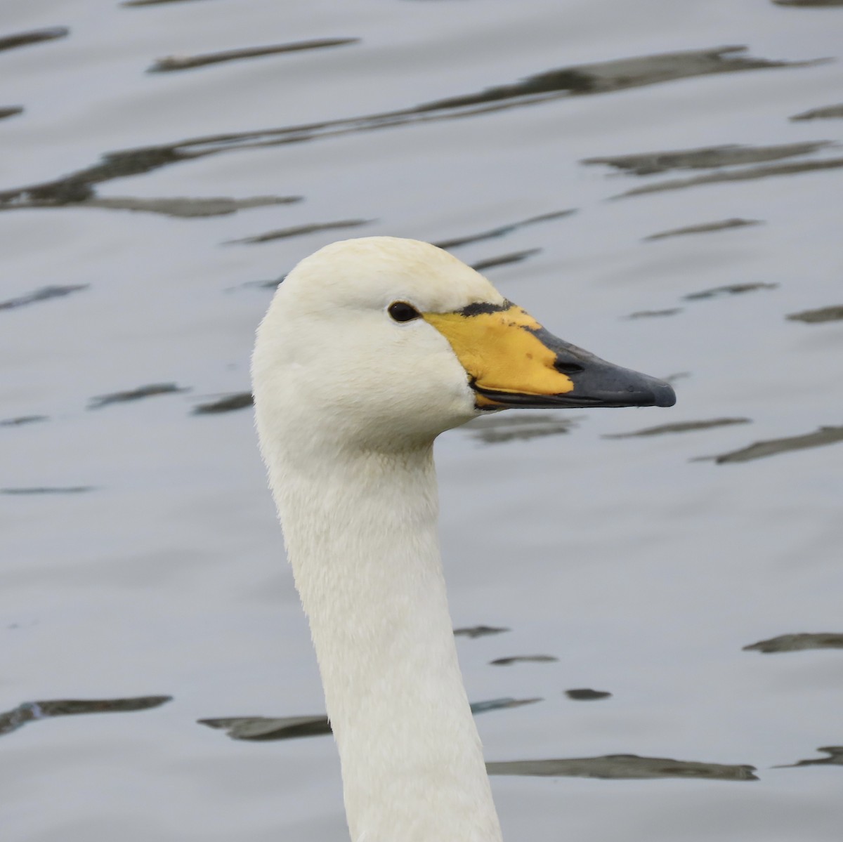 Whooper Swan - ML617274724