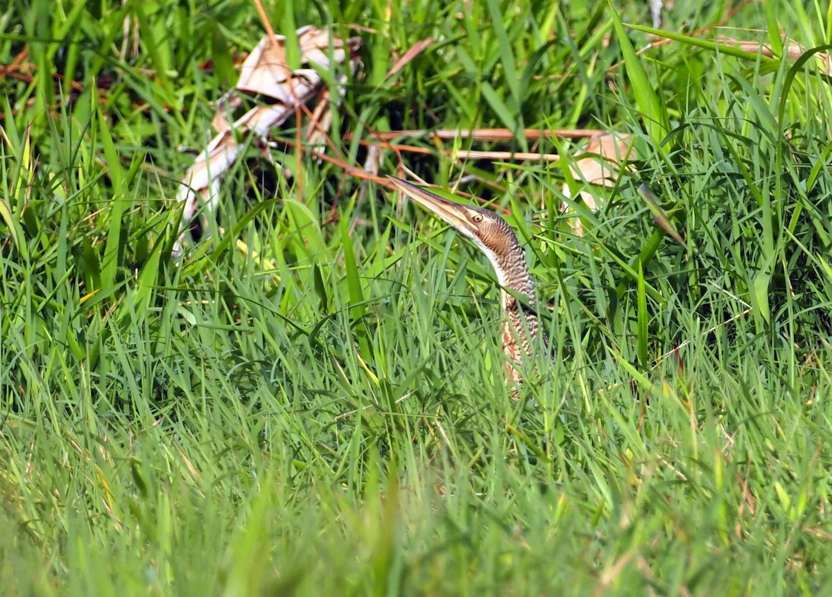 Pinnated Bittern - ML617274748