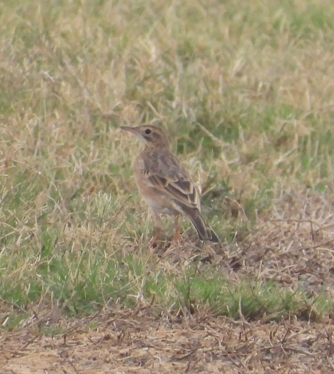 Richard's Pipit - ML617274753