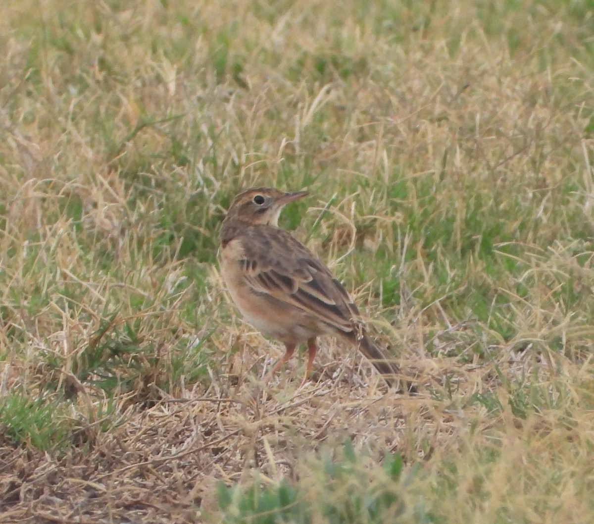 Richard's Pipit - ML617274754