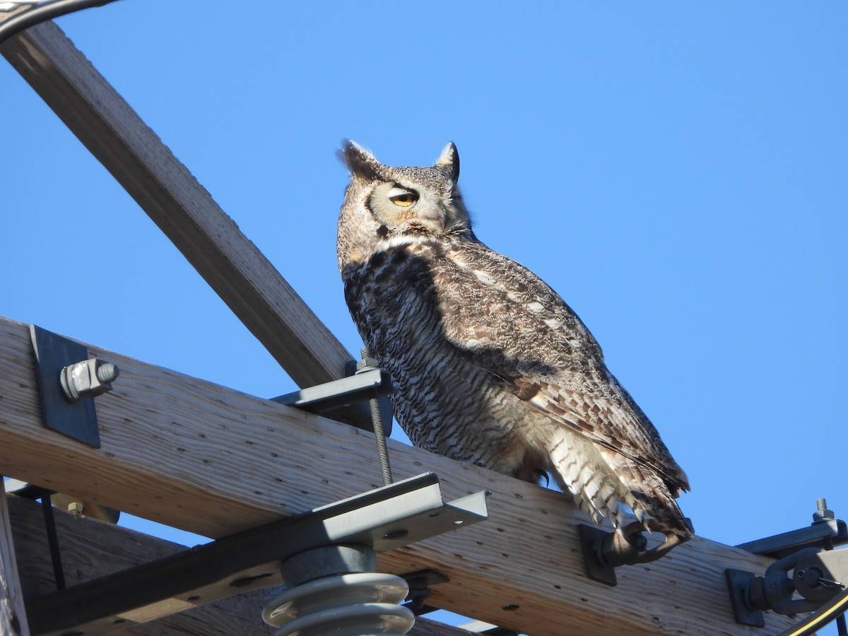 Great Horned Owl - ML617274759