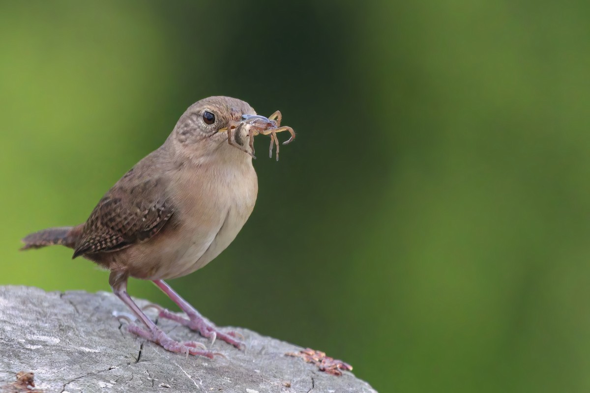 House Wren - ML617274763