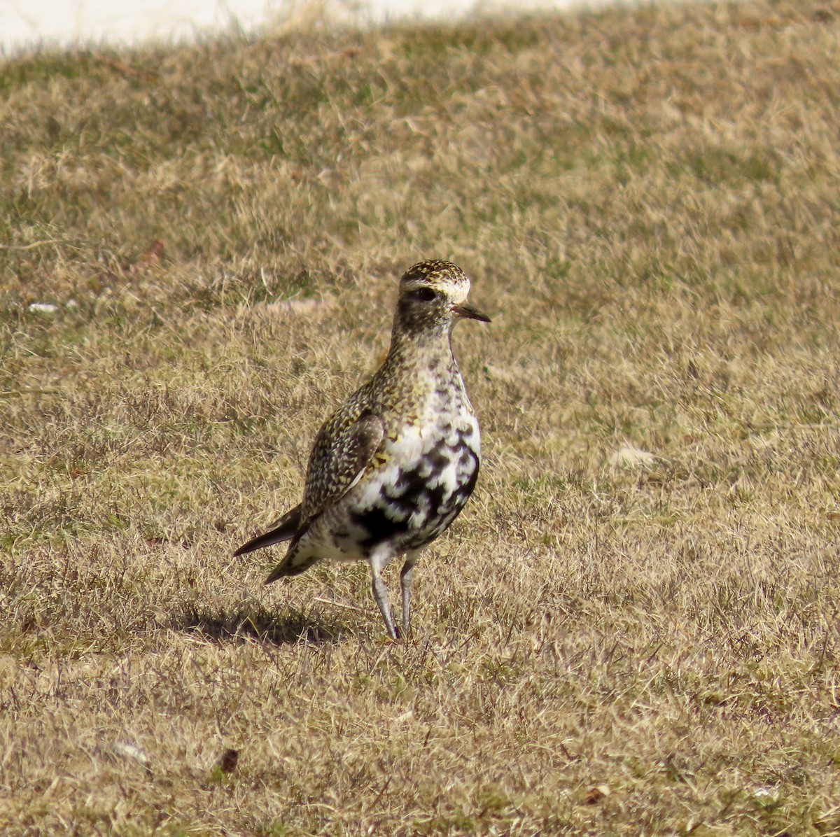 European Golden-Plover - ML617274823