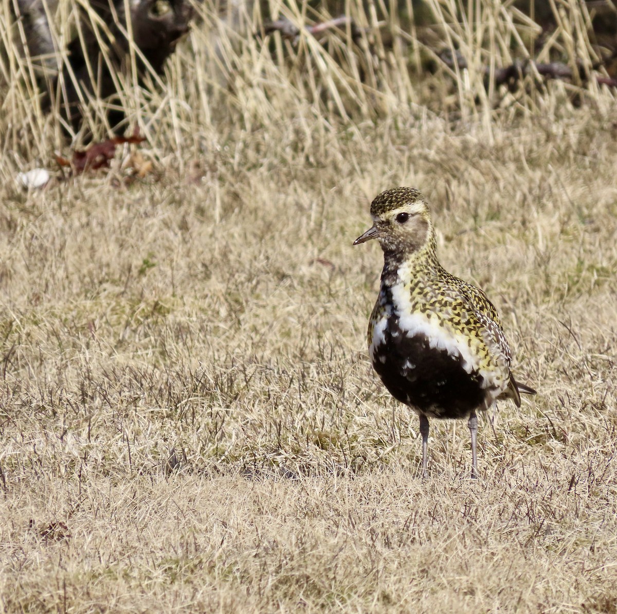 European Golden-Plover - Ezra H