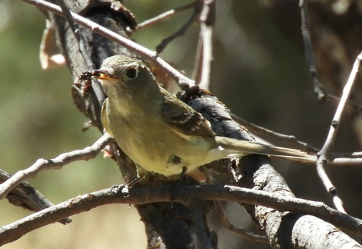 Western Flycatcher - Maureen Thomas-Murphy