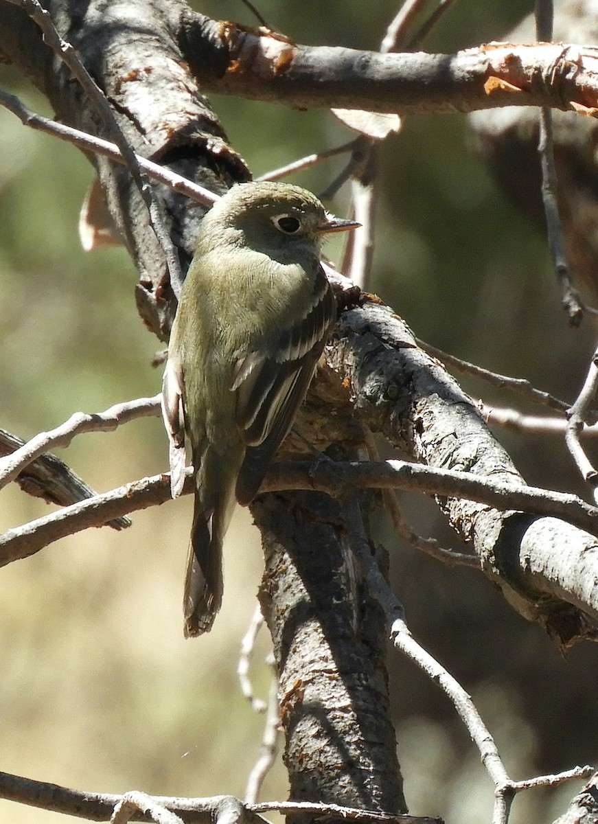 Western Flycatcher - Maureen Thomas-Murphy