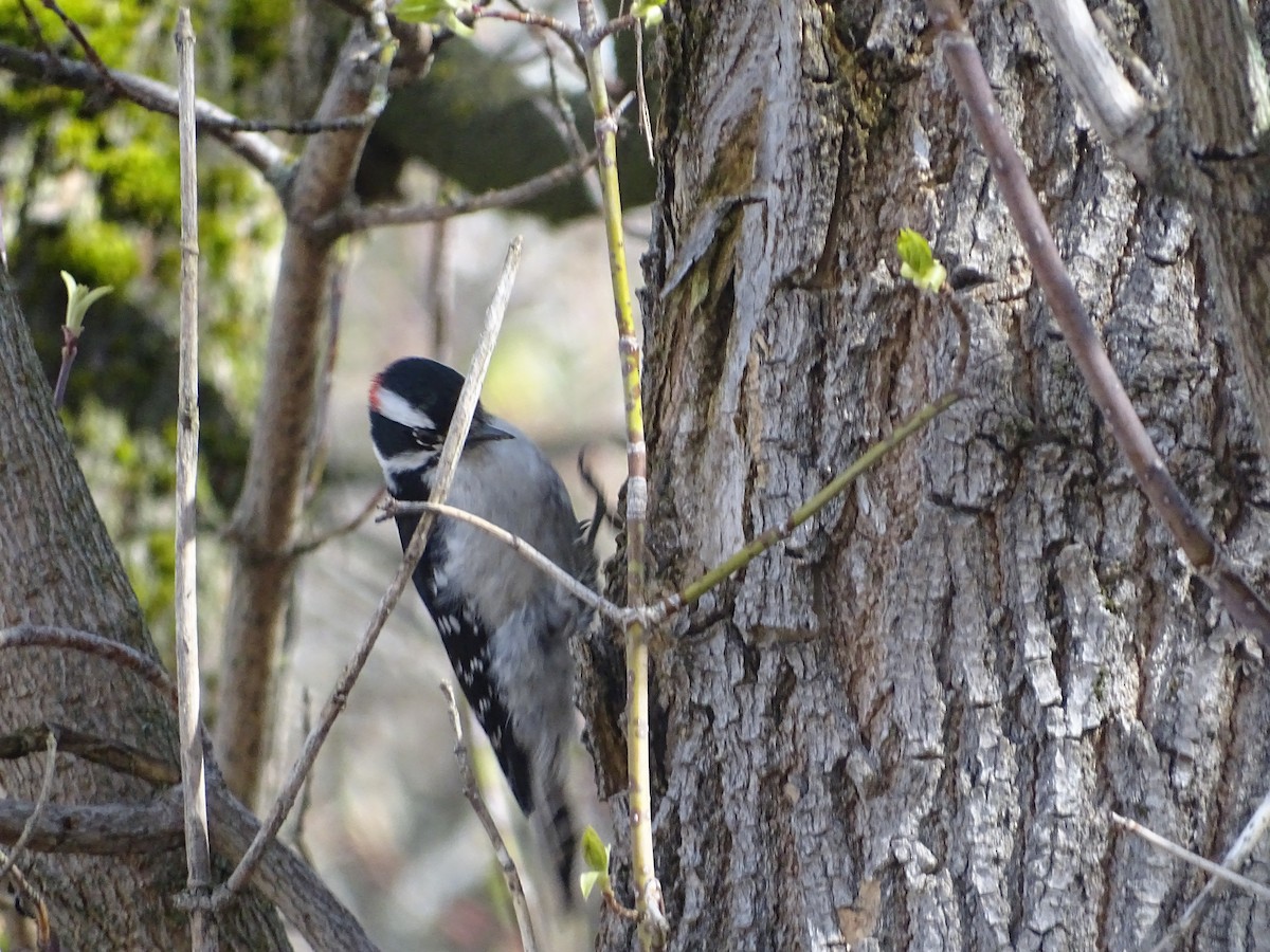 Downy Woodpecker - Jim Walton